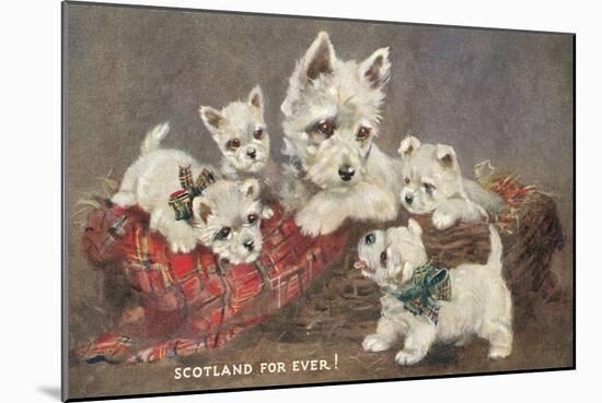 Scotland Forever, Westies-null-Mounted Art Print