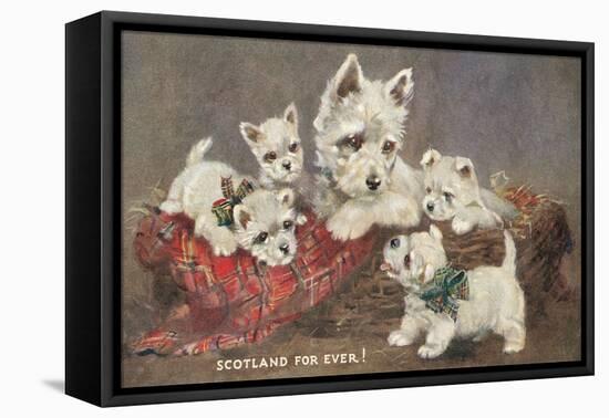 Scotland Forever, Westies-null-Framed Stretched Canvas