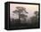 Scotland, Highlands, Glenn Affric, Trees, Morning Fog-Thonig-Framed Premier Image Canvas