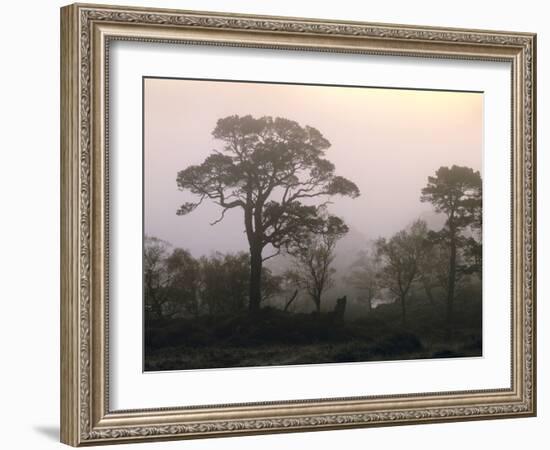 Scotland, Highlands, Glenn Affric, Trees, Morning Fog-Thonig-Framed Photographic Print