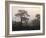 Scotland, Highlands, Glenn Affric, Trees, Morning Fog-Thonig-Framed Photographic Print