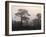 Scotland, Highlands, Glenn Affric, Trees, Morning Fog-Thonig-Framed Photographic Print