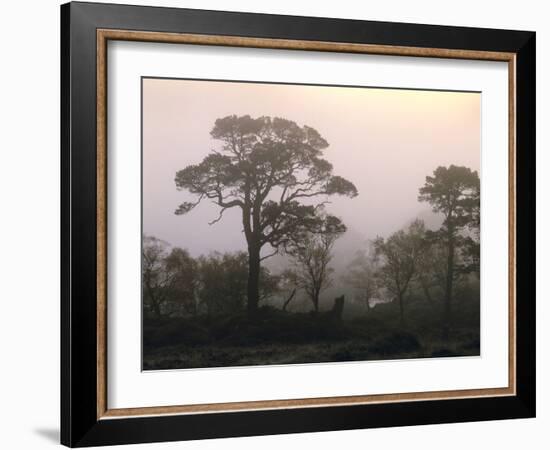 Scotland, Highlands, Glenn Affric, Trees, Morning Fog-Thonig-Framed Photographic Print