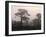 Scotland, Highlands, Glenn Affric, Trees, Morning Fog-Thonig-Framed Photographic Print