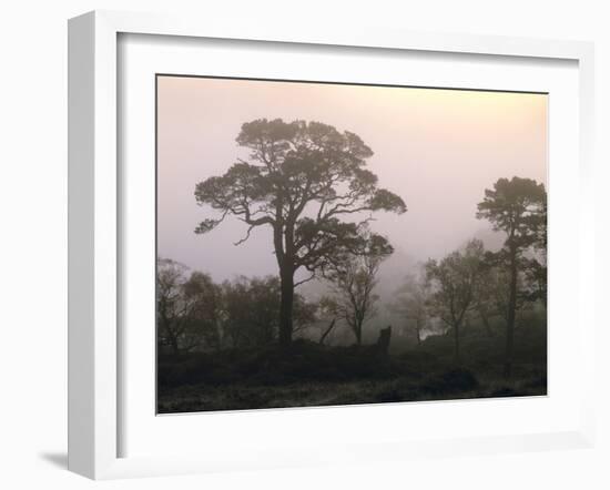 Scotland, Highlands, Glenn Affric, Trees, Morning Fog-Thonig-Framed Photographic Print