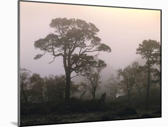 Scotland, Highlands, Glenn Affric, Trees, Morning Fog-Thonig-Mounted Photographic Print