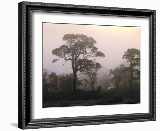 Scotland, Highlands, Glenn Affric, Trees, Morning Fog-Thonig-Framed Photographic Print