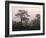 Scotland, Highlands, Glenn Affric, Trees, Morning Fog-Thonig-Framed Photographic Print