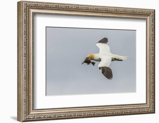 Scotland, Shetland Islands. Flying Gannet with Nesting Material-Cathy & Gordon Illg-Framed Photographic Print