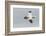 Scotland, Shetland Islands. Flying Gannet with Nesting Material-Cathy & Gordon Illg-Framed Photographic Print