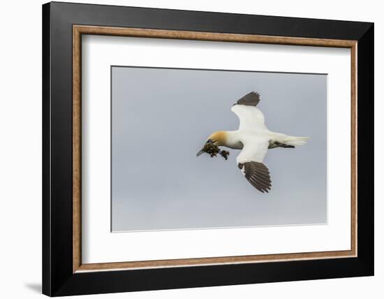 Scotland, Shetland Islands. Flying Gannet with Nesting Material-Cathy & Gordon Illg-Framed Photographic Print