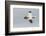 Scotland, Shetland Islands. Flying Gannet with Nesting Material-Cathy & Gordon Illg-Framed Photographic Print