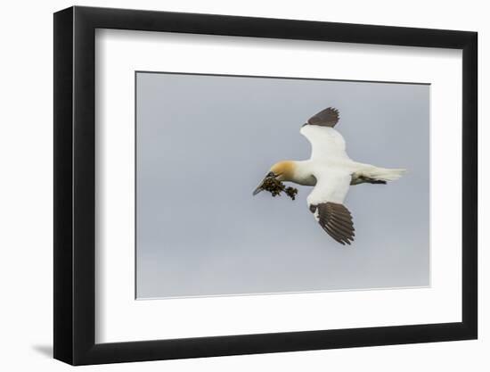 Scotland, Shetland Islands. Flying Gannet with Nesting Material-Cathy & Gordon Illg-Framed Photographic Print