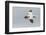 Scotland, Shetland Islands. Flying Gannet with Nesting Material-Cathy & Gordon Illg-Framed Photographic Print