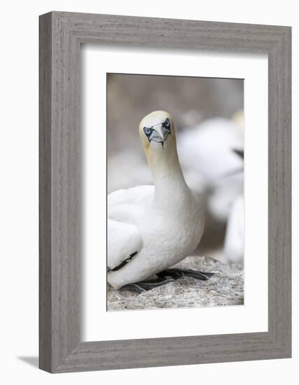 Scotland, Shetland Islands-Martin Zwick-Framed Photographic Print