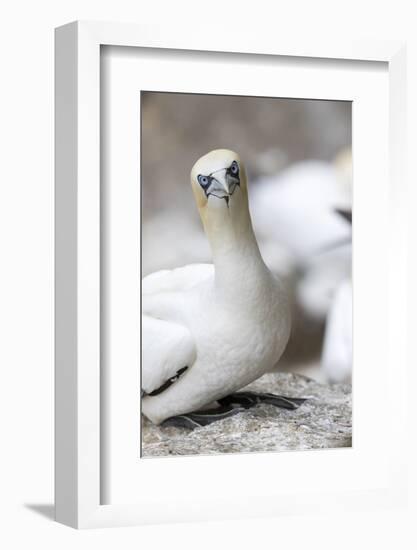 Scotland, Shetland Islands-Martin Zwick-Framed Photographic Print