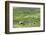 Scotland, St Kilda Archipelago, Hirta Island, Abandoned Settlement-Martin Zwick-Framed Photographic Print