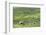 Scotland, St Kilda Archipelago, Hirta Island, Abandoned Settlement-Martin Zwick-Framed Photographic Print