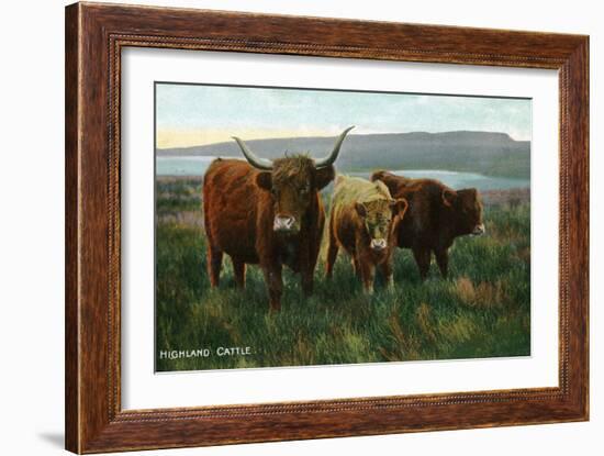 Scotland - View of Highland Cattle-Lantern Press-Framed Art Print