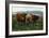 Scotland - View of Highland Cattle-Lantern Press-Framed Art Print