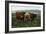Scotland - View of Highland Cattle-Lantern Press-Framed Art Print
