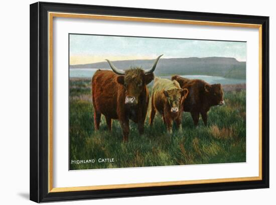 Scotland - View of Highland Cattle-Lantern Press-Framed Art Print