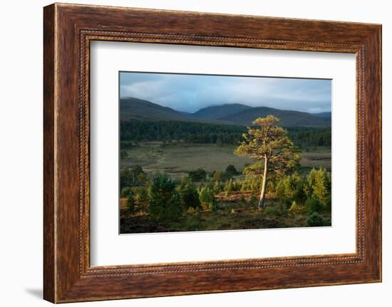 Scots pine and regenerating trees, Cairngorms, Scotland-null-Framed Photographic Print