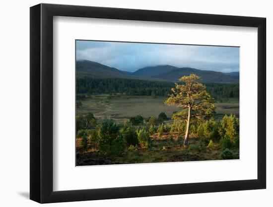 Scots pine and regenerating trees, Cairngorms, Scotland-null-Framed Photographic Print