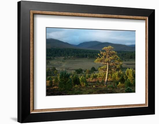 Scots pine and regenerating trees, Cairngorms, Scotland-null-Framed Photographic Print