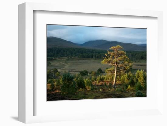 Scots pine and regenerating trees, Cairngorms, Scotland-null-Framed Photographic Print