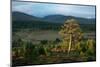 Scots pine and regenerating trees, Cairngorms, Scotland-null-Mounted Photographic Print