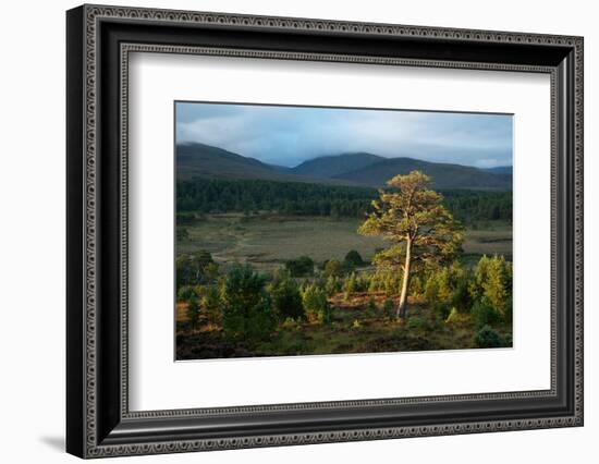 Scots pine and regenerating trees, Cairngorms, Scotland-null-Framed Photographic Print