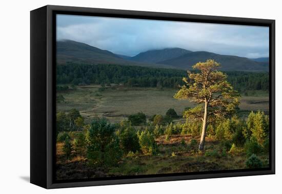 Scots pine and regenerating trees, Cairngorms, Scotland-null-Framed Premier Image Canvas