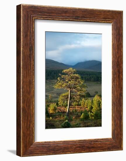 Scots pine and regenerating trees, Cairngorms, Scotland-null-Framed Photographic Print