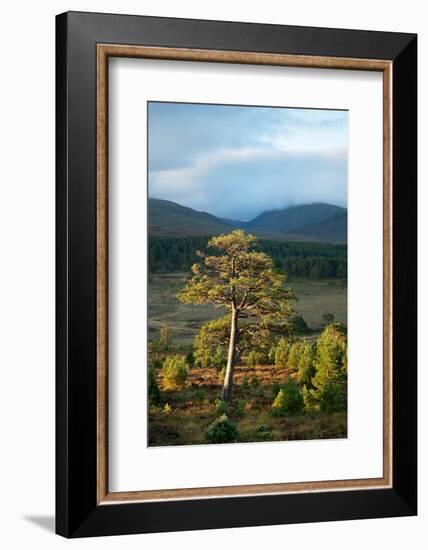 Scots pine and regenerating trees, Cairngorms, Scotland-null-Framed Photographic Print