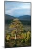 Scots pine and regenerating trees, Cairngorms, Scotland-null-Mounted Photographic Print