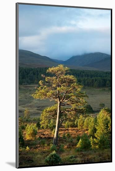 Scots pine and regenerating trees, Cairngorms, Scotland-null-Mounted Photographic Print