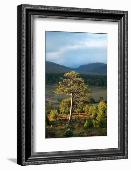 Scots pine and regenerating trees, Cairngorms, Scotland-null-Framed Photographic Print