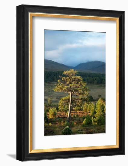 Scots pine and regenerating trees, Cairngorms, Scotland-null-Framed Photographic Print