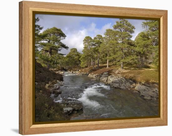 Scots Pine Forest and Lui Water, Deeside, Cairngorms National Park, Aberdeenshire, Scotland, UK-Gary Cook-Framed Premier Image Canvas