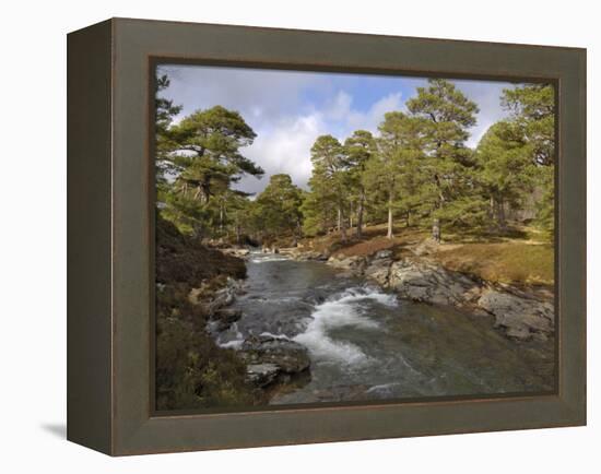 Scots Pine Forest and Lui Water, Deeside, Cairngorms National Park, Aberdeenshire, Scotland, UK-Gary Cook-Framed Premier Image Canvas