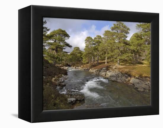 Scots Pine Forest and Lui Water, Deeside, Cairngorms National Park, Aberdeenshire, Scotland, UK-Gary Cook-Framed Premier Image Canvas