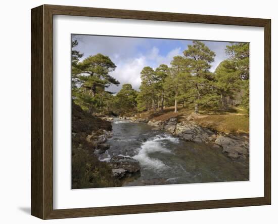 Scots Pine Forest and Lui Water, Deeside, Cairngorms National Park, Aberdeenshire, Scotland, UK-Gary Cook-Framed Photographic Print