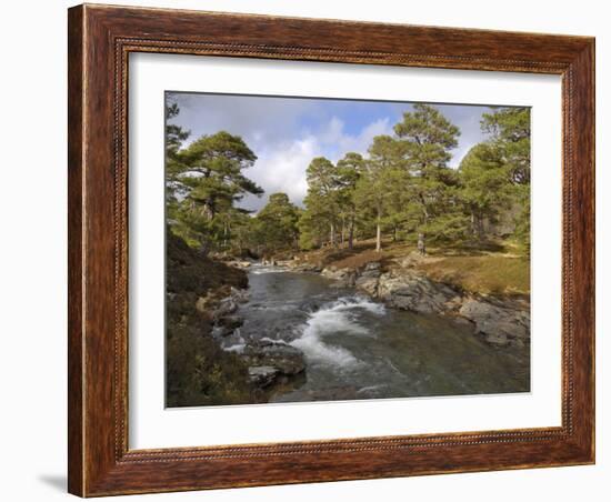 Scots Pine Forest and Lui Water, Deeside, Cairngorms National Park, Aberdeenshire, Scotland, UK-Gary Cook-Framed Photographic Print