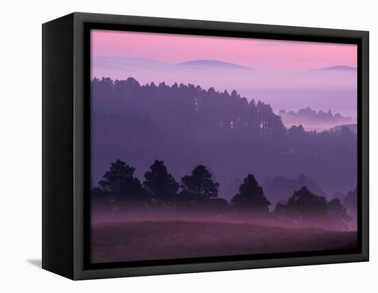 Scots Pine Forest in Dawn Mist Abernethy, Speyside, Scotland, UK-Niall Benvie-Framed Premier Image Canvas