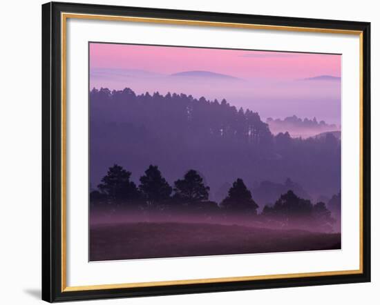 Scots Pine Forest in Dawn Mist Abernethy, Speyside, Scotland, UK-Niall Benvie-Framed Photographic Print