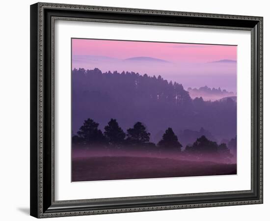 Scots Pine Forest in Dawn Mist Abernethy, Speyside, Scotland, UK-Niall Benvie-Framed Photographic Print