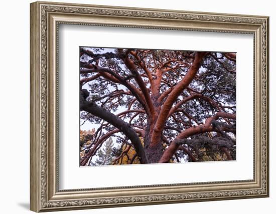 Scots pine, Laguna Negra y Circos Glaciares de Urbion natural park, Spain-Juan Carlos Munoz-Framed Photographic Print