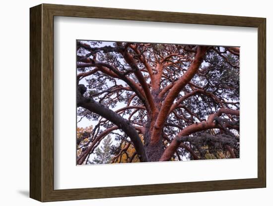 Scots pine, Laguna Negra y Circos Glaciares de Urbion natural park, Spain-Juan Carlos Munoz-Framed Photographic Print