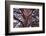 Scots pine, Laguna Negra y Circos Glaciares de Urbion natural park, Spain-Juan Carlos Munoz-Framed Photographic Print